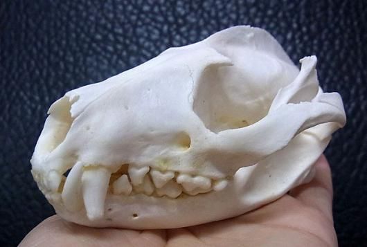 パームシベット（Asian palm civet）♂ 頭骨（老成個体　大）A 即納 ☆ パームシベット（Asian palm civet）♂ 頭骨（老成個体 大）B