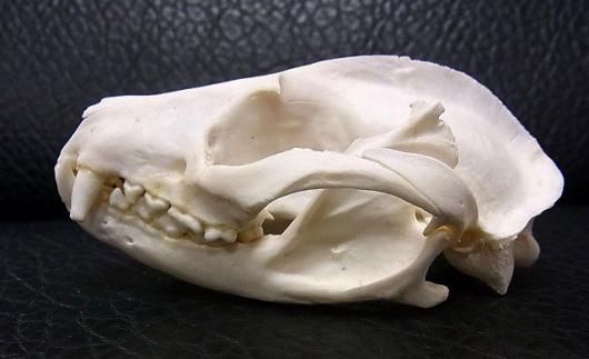 パームシベット（Asian palm civet）♂ 頭骨（老成個体　大）A 即納 ☆ パームシベット（Asian palm civet）♂ 頭骨（老成個体