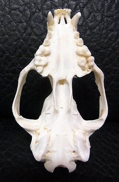 パームシベット（Asian palm civet）♂ 頭骨（老成個体　大）A 即納 ☆ パームシベット（Asian palm civet）♂ 頭骨（老成個体