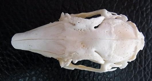 巨大ウサギの頭骨 ☆ 即納 ☆ 巨大ウサギの頭骨 A - 頭骨・骨格標本・剥製販売