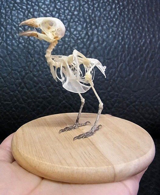Amazon.co.jp: ダチョウの頭蓋骨標本のレプリカ - 鳥の頭蓋骨