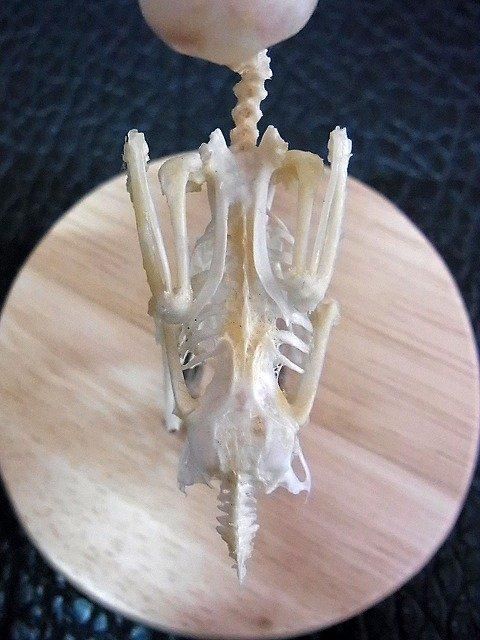 ☆即納☆ スズメの骨格標本（台座付） - 頭骨・骨格標本・剥製