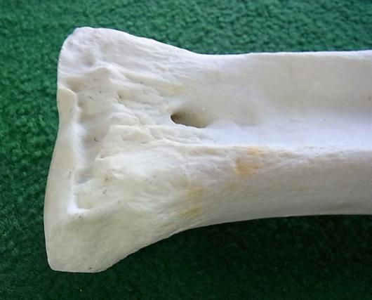 キリン ★ South African Giraffe レッグボーン Replica Giraffe Skull and Neck Vertebrae with Stand and Base
