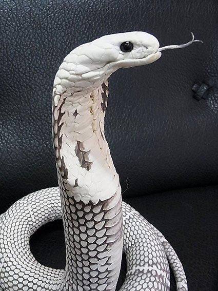 貴重！ ジャワコブラの剥製 ☆ 即納 ☆ 貴重！ ジャワコブラの剥製 - 頭骨・骨格標本・剥製