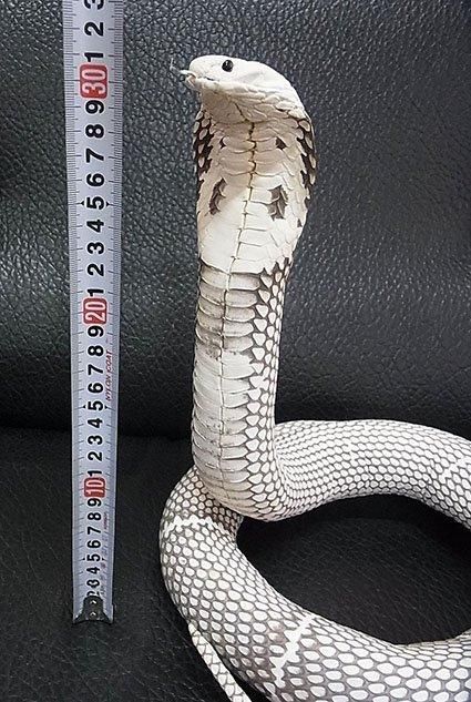 貴重！ ジャワコブラの剥製 貴重！ ジャワコブラの剥製 - メルカリ