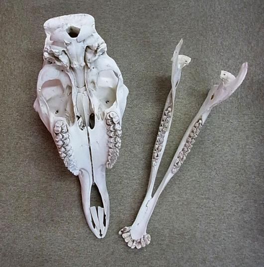 ☆ 即納 ☆ キリン South African Giraffe 頭骨 60cm - 頭骨・骨格標本