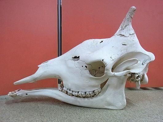 キリン South African Giraffe 頭骨 60cm ☆ 即納 ☆ キリン South African Giraffe 頭骨 60cm - 頭骨・骨格標本