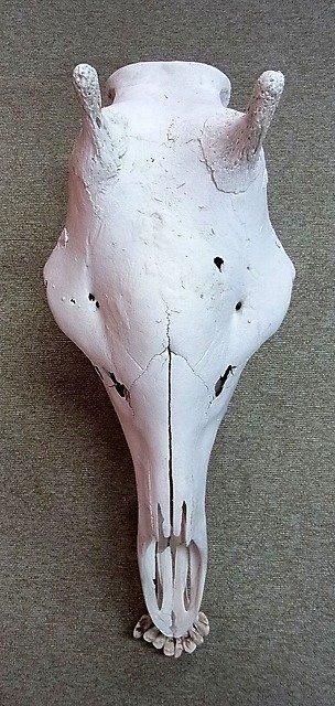 キリン South African Giraffe 頭骨 60cm