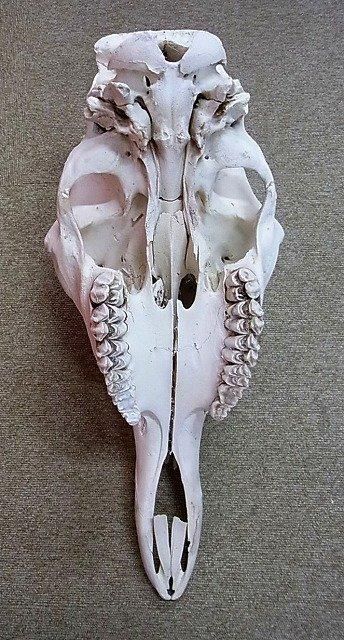 キリン South African Giraffe 頭骨 60cm ☆ 即納 ☆ キリン South African Giraffe 頭骨 60cm - 頭骨・骨格標本