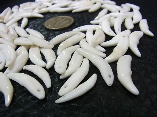 ☆即納☆ コヨーテの犬歯 50本セット（Sサイズ） - 頭骨・骨格