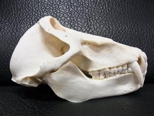 ☆ 即納 ☆高品質！ チャクマヒヒ（オス） 頭骨 ☆ A - 頭骨・骨格標本