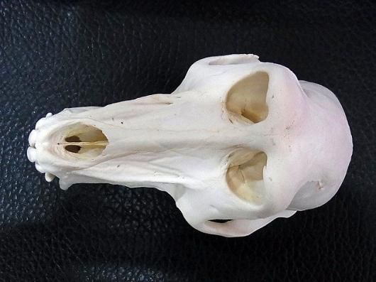 ☆ 即納 ☆高品質！ チャクマヒヒ（オス） 頭骨 ☆ A - 頭骨・骨格標本