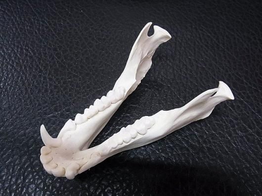 ☆ 即納 ☆高品質! チャクマヒヒ(オス) 頭骨 ☆ A - 頭骨・骨格標本 ☆ 即納 ☆高品質! チャクマヒヒ(オス) 頭骨 ☆ A - 頭骨・骨格標本