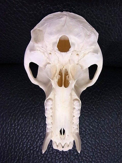 ☆ 即納 ☆高品質！ チャクマヒヒ（オス） 頭骨 ☆ B - 頭骨・骨格標本