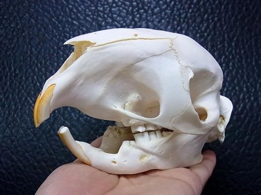 アフリカ便　ケープタテガミヤマアラシの頭骨 ☆即納☆ アフリカ便 ケープタテガミヤマアラシの頭骨 A - 頭骨・骨格