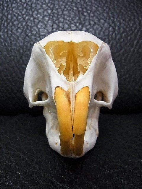 ☆即納☆ アフリカ便 ケープタテガミヤマアラシの頭骨 A - 頭骨・骨格