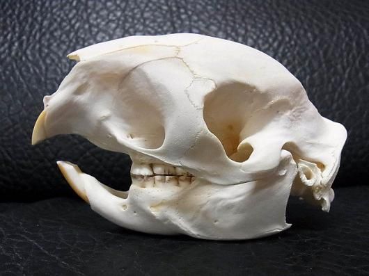 アフリカ便　ケープタテガミヤマアラシの頭骨 ☆即納☆ アフリカ便 ケープタテガミヤマアラシの頭骨 B - 頭骨・骨格