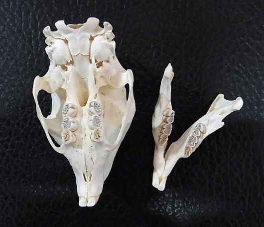 ☆即納☆ アフリカ便 ケープタテガミヤマアラシの頭骨 B - 頭骨・骨格