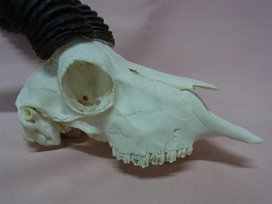 ☆即納☆アフリカ便！特大 スプリングボック スカルホーン