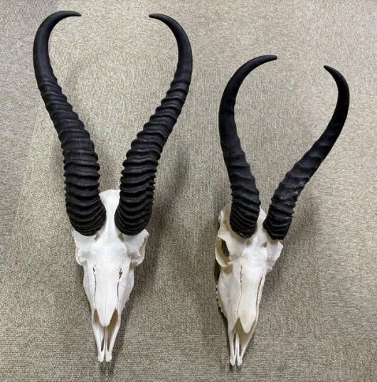 アフリカ便！特大 スプリングボック スカルホーン（下顎なし） ☆即納☆アフリカ便！特大 スプリングボック スカルホーン