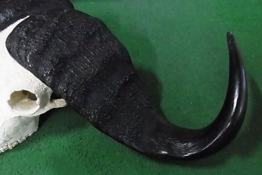 ☆ 即納 ☆ MAX サイズ！ ケープバッファロー（ｱﾌﾘｶｽｲｷﾞｭｳ