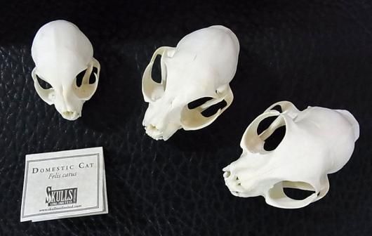 高品質！ネコの頭骨　３点セット　SKULLS UNLIMITED社 高品質！ネコの頭骨3点セットSKULLS UNLIMITED社