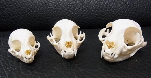 高品質！ネコの頭骨　３点セット　SKULLS UNLIMITED社 高品質！ネコの頭骨 3点セット SKULLS UNLIMITED社 高品質！ネコの