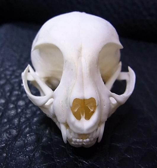 高品質！ネコの頭骨3点セットSKULLS UNLIMITED社