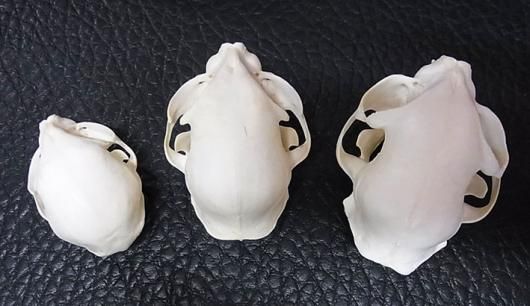 高品質！ネコの頭骨3点セットSKULLS UNLIMITED社