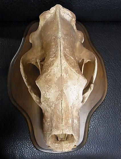 迫力サイズ！★39cm！★ホッキョクグマ （シロクマ） の頭骨★♂　台座付 迫力サイズ！☆39cm！☆ホッキョクグマ （シロクマ） の頭骨