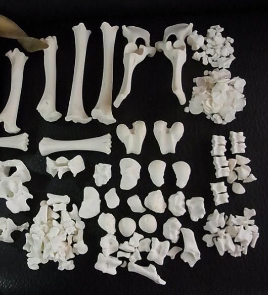 高品質！ ヴァレーブラックノーズシープの全身骨格標本（オス）