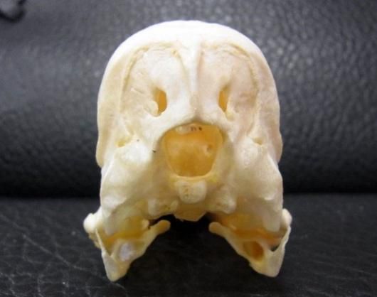 高品質　ガチョウ 頭骨 ♂ 即納☆ 高品質 ガチョウ 頭骨 ♂ - 頭骨・骨格標本・剥製販売