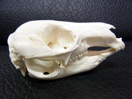 高品質　アカクビワラビー 頭骨 ☆即納☆ アカクビワラビー 頭骨 ☆ - 頭骨・骨格標本・剥製販売