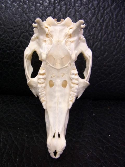 アカクビワラビー 頭骨 ☆即納☆ アカクビワラビー 頭骨 ☆ - 頭骨・骨格標本・剥製販売