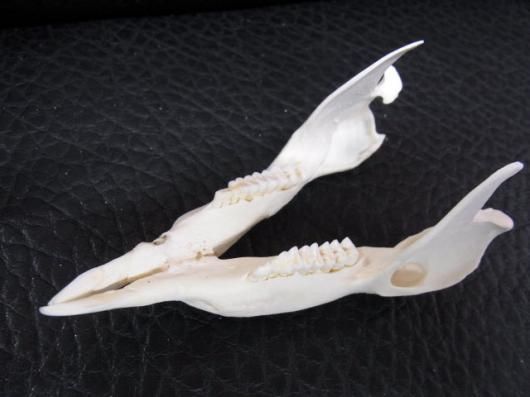 アカクビワラビー 頭骨 ☆即納☆ アカクビワラビー 頭骨 ☆ - 頭骨・骨格標本・剥製販売