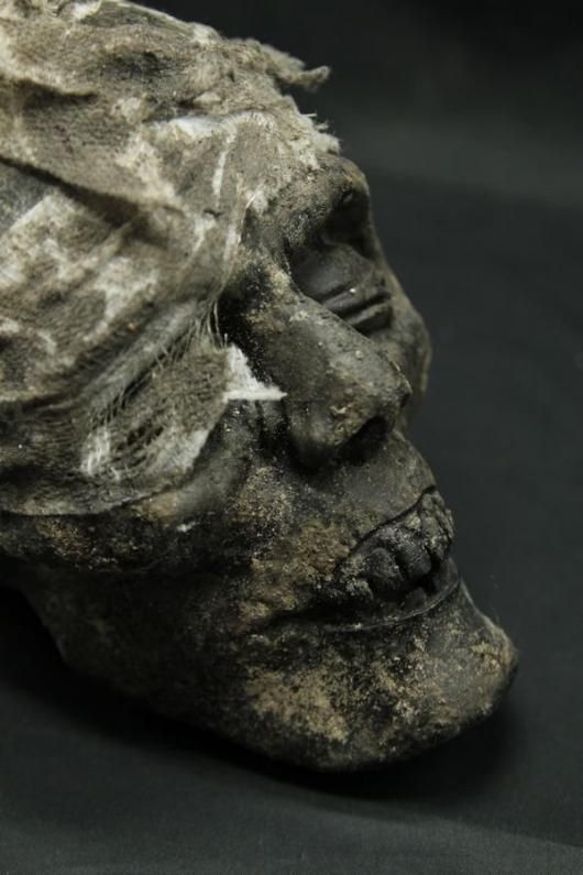 高品質！ エミュ　頭骨 絶滅したキングアイランドエミューの骨格の写真を見つけたんだけど