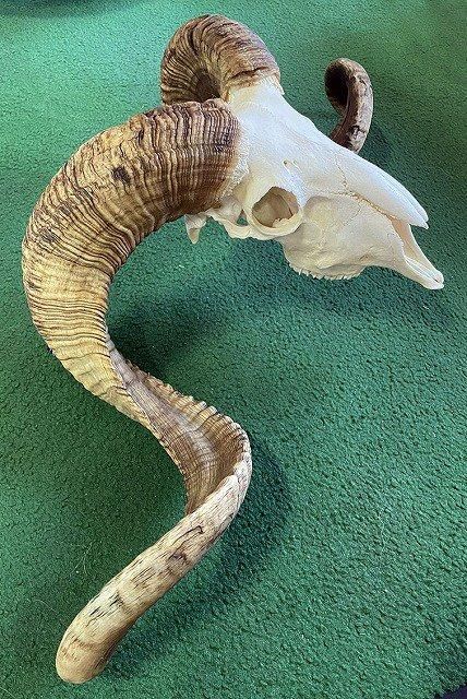 くるくる巻き角！ 羊（メリノ種）巻角（XLサイズ）スカルホーン A くるくる巻き角！ 羊（メリノ種）巻角（XLサイズ）スカルホーン A