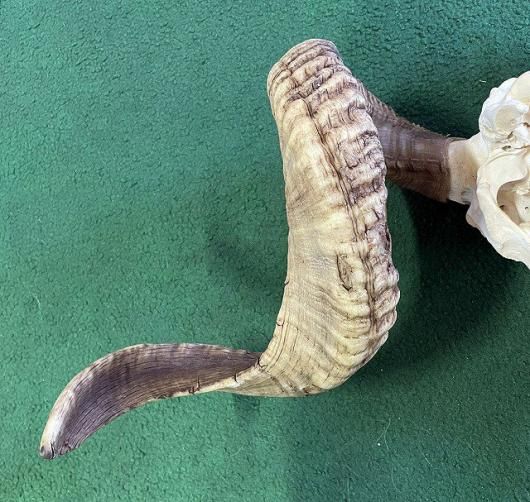 くるくる巻き角！ 羊（メリノ種）巻角（XLサイズ）スカルホーン A くるくる巻き角！ 羊（メリノ種）巻角（XLサイズ）スカルホーン A