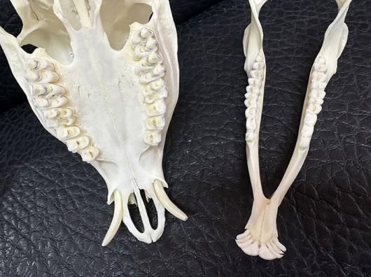 ☆即納☆ 良品！ キョン（ヨツメジカ）Muntjac 頭骨 A - 頭骨