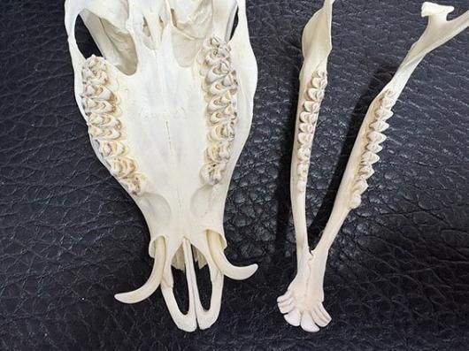 ☆即納☆ 良品！ キョン（ヨツメジカ）Muntjac 頭骨 B - 頭骨