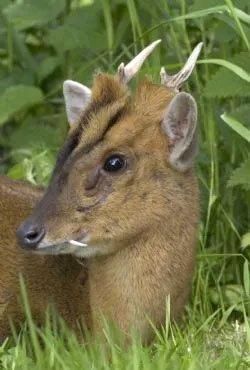 ☆即納☆ 良品！ キョン（ヨツメジカ）Muntjac 頭骨 B - 頭骨