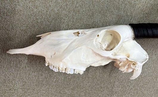 美！ 高品質！ オリックス　 スカルホーン（XLサイズ） ☆即納☆ 美！ 高品質！ オリックス スカルホーン（XLサイズ