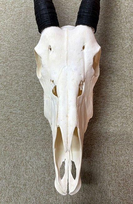 美！ 高品質！ オリックス　 スカルホーン（XLサイズ） ☆即納☆ 美！ 高品質！ オリックス スカルホーン（XLサイズ） - 頭骨