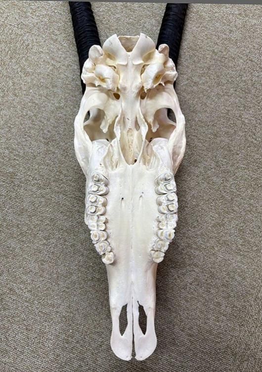 美！ 高品質！ オリックス　 スカルホーン（XLサイズ） 美！ 高品質！ オリックス スカルホーン（XLサイズ）