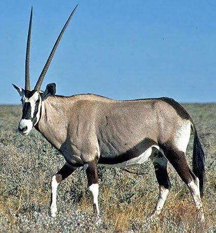 ☆即納☆ 美！ 高品質！ オリックス スカルホーン（XLサイズ