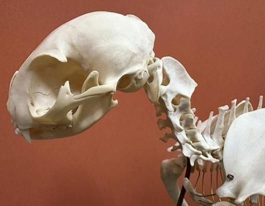 高品質！ネコの頭骨　３点セット　SKULLS UNLIMITED社 高品質！ネコの頭骨 3点セット SKULLS UNLIMITED社