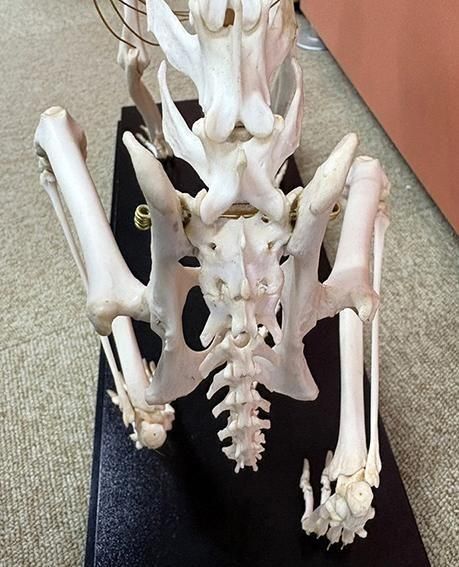 CORE-BOX様　骨格標本　カショーロ CORE-BOX様 骨格標本 カショーロ - メルカリ