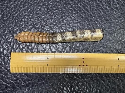 ガラガラヘビの尻尾（大）剥製 ☆即納☆ ガラガラヘビ の尻尾 剥製 - 頭骨・骨格標本・剥製販売