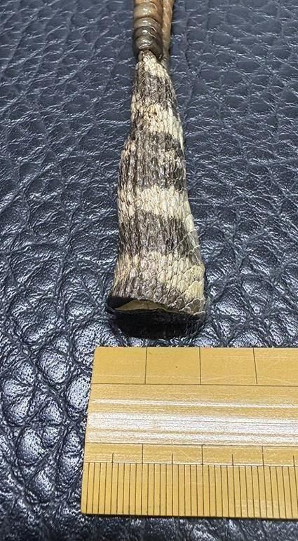 ガラガラヘビの尻尾（大）剥製 ☆即納☆ ガラガラヘビ の尻尾 剥製 - 頭骨・骨格標本・剥製販売