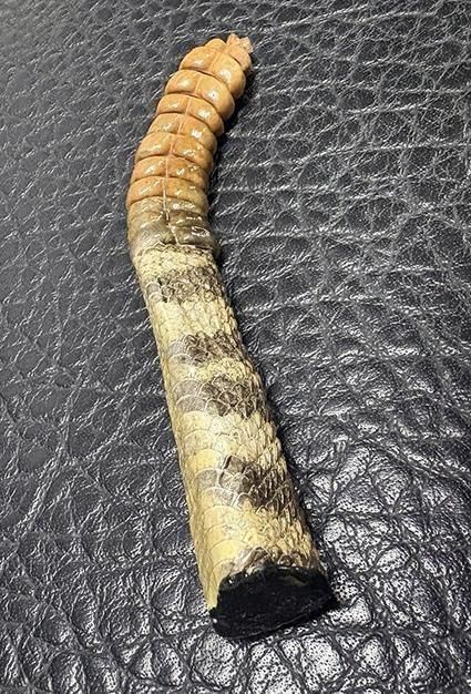 ガラガラヘビの尻尾（大）剥製 ☆即納☆ ガラガラヘビ の尻尾 剥製 - 頭骨・骨格標本・剥製販売